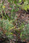 Narrowleaf silkgrass